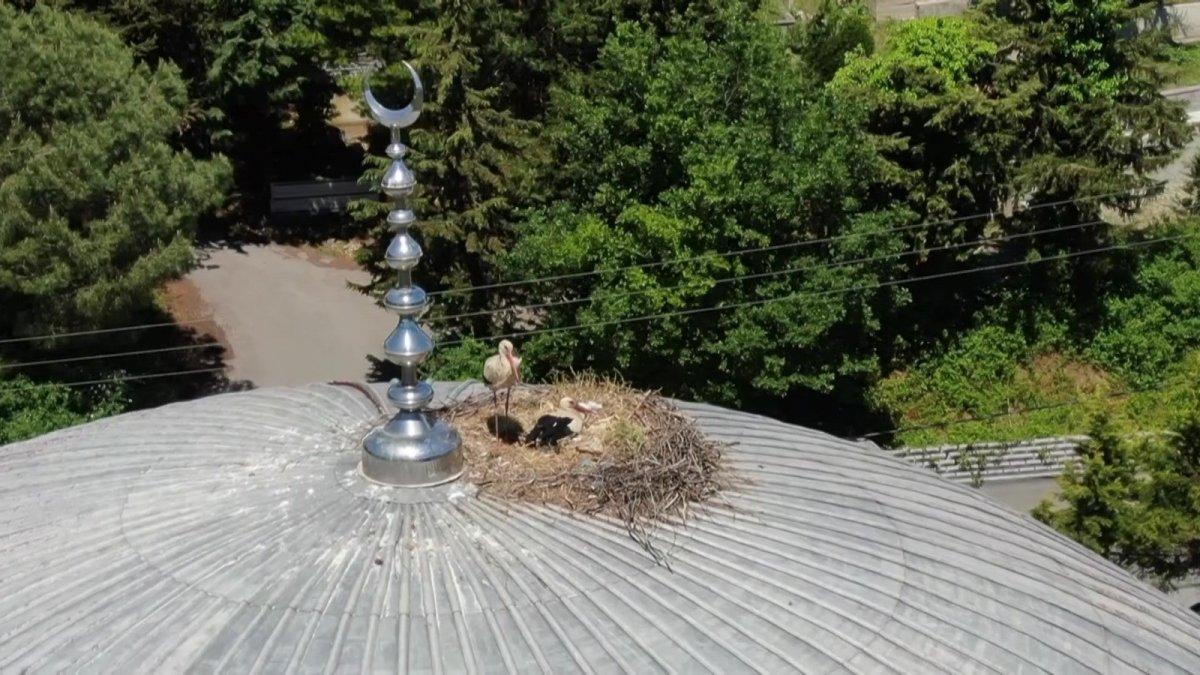 İstanbul'da ‘Yaren leylek’ 7 yıldır aynı camiden vazgeçmiyor