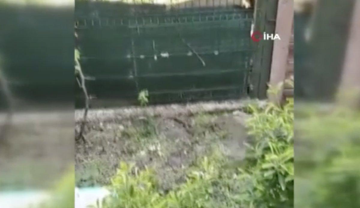 İstanbul'da yılan ile kedinin kavgası