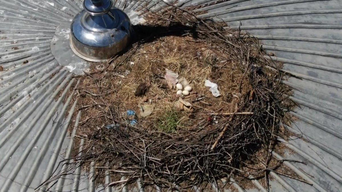 İstanbul'da ‘Yaren leylek’ 7 yıldır aynı camiden vazgeçmiyor