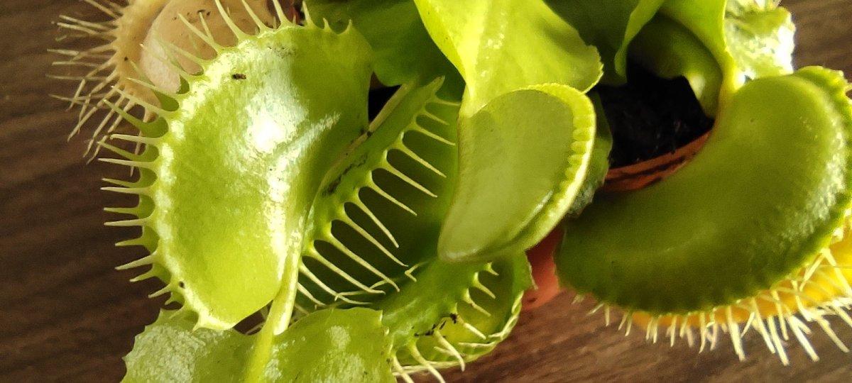 Bursalı çiçekçinin yurt dışından getirdiği bitkiye rağbet var