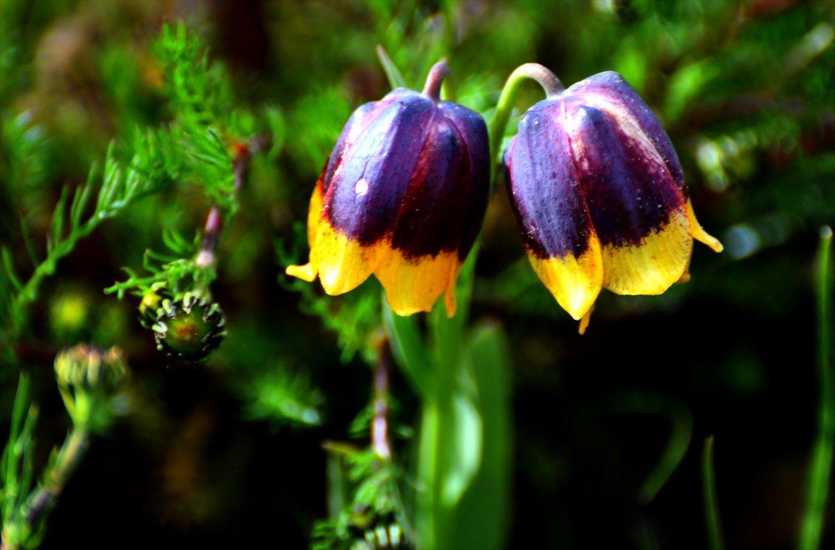 Kars'ta açan ters laleler doğaya renk kattı