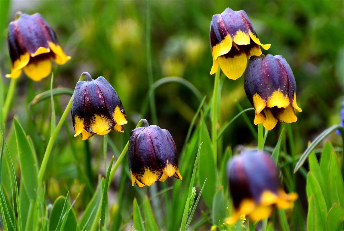 Kars'ta açan ters laleler doğaya renk kattı