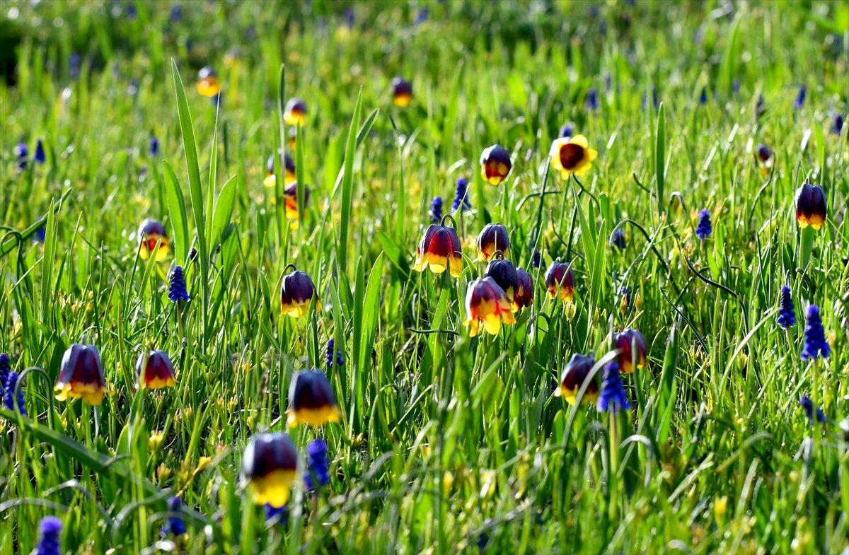 Kars'ta açan ters laleler doğaya renk kattı