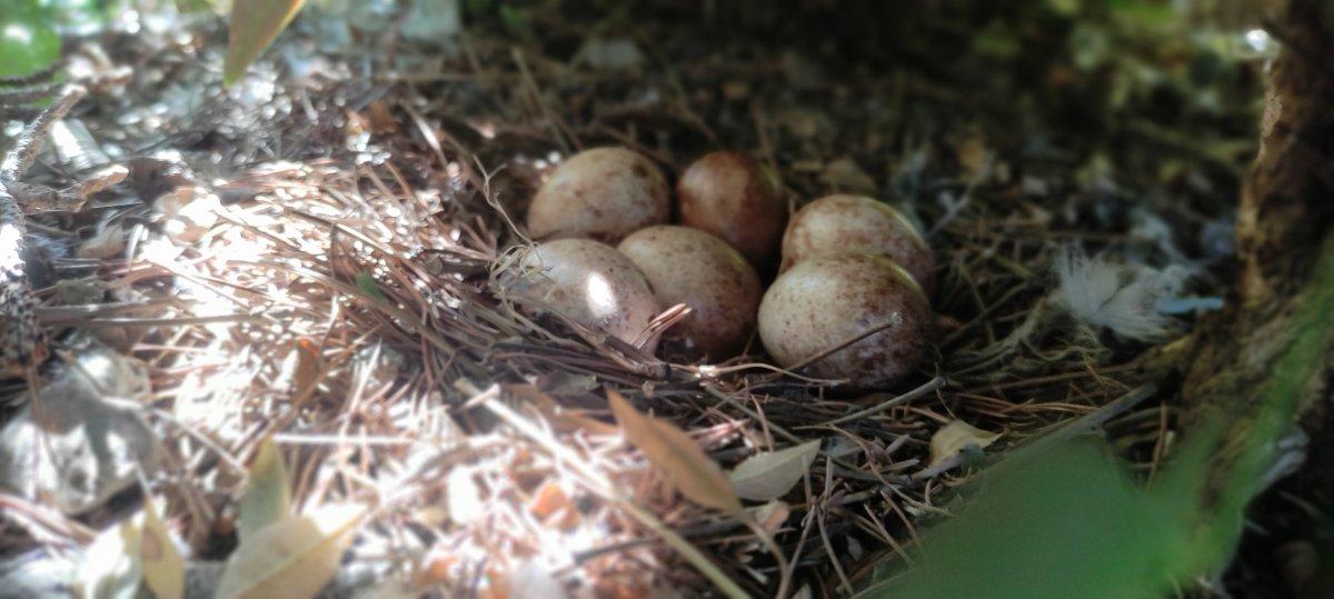 Bursa'da yırtıcı kuş, yuva yaptığı ofise yılan taşıyor