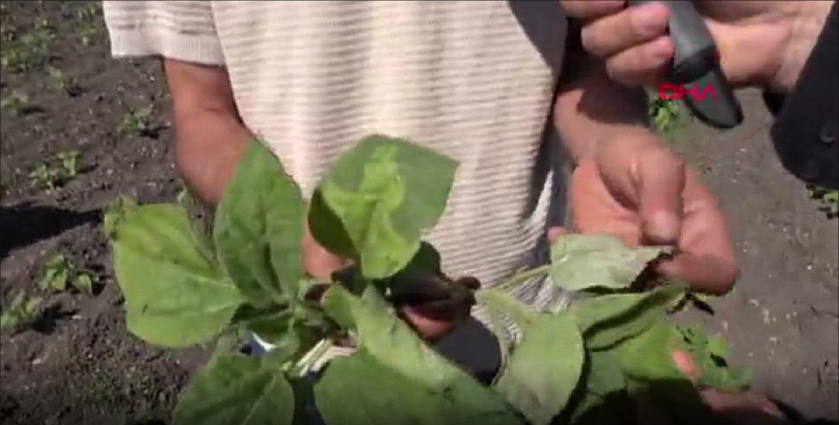 Edirne'deki ayçiçeği tarlalarında görülen köse hastalığı, endişeye neden oldu