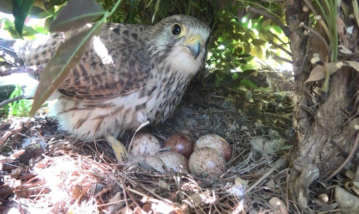 Bursa'da yırtıcı kuş, yuva yaptığı ofise yılan taşıyor