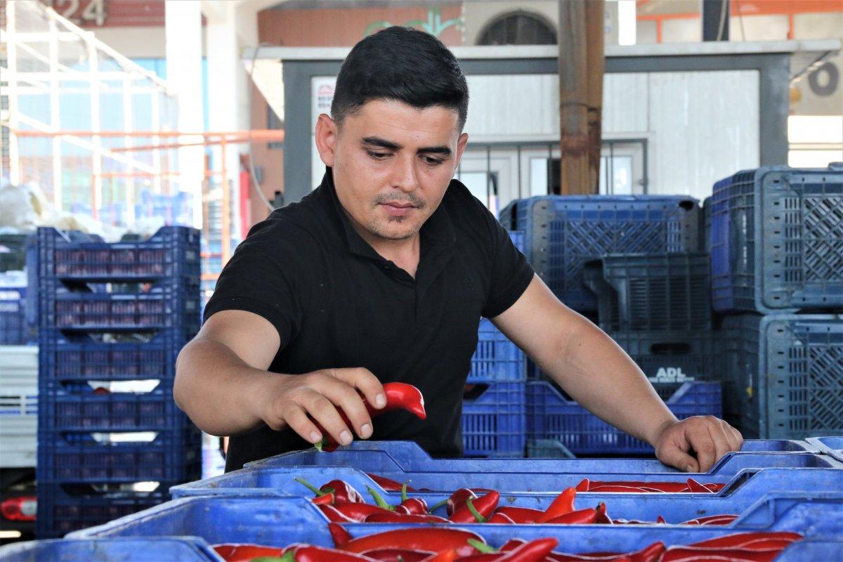 Havalar ısındı, sebze fiyatları yarı yarıya düştü