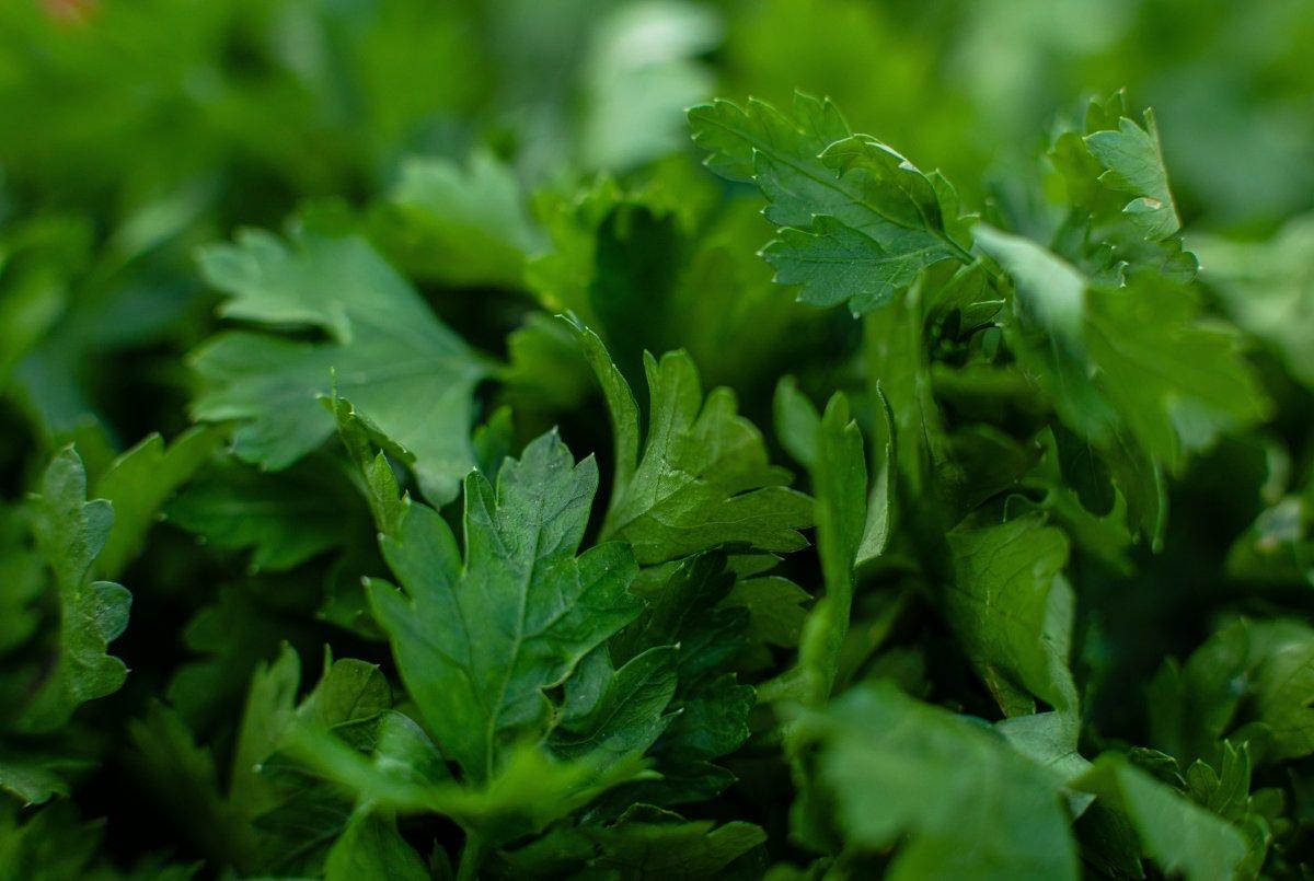 İnatçı yağları yakan 10 doğal içecek