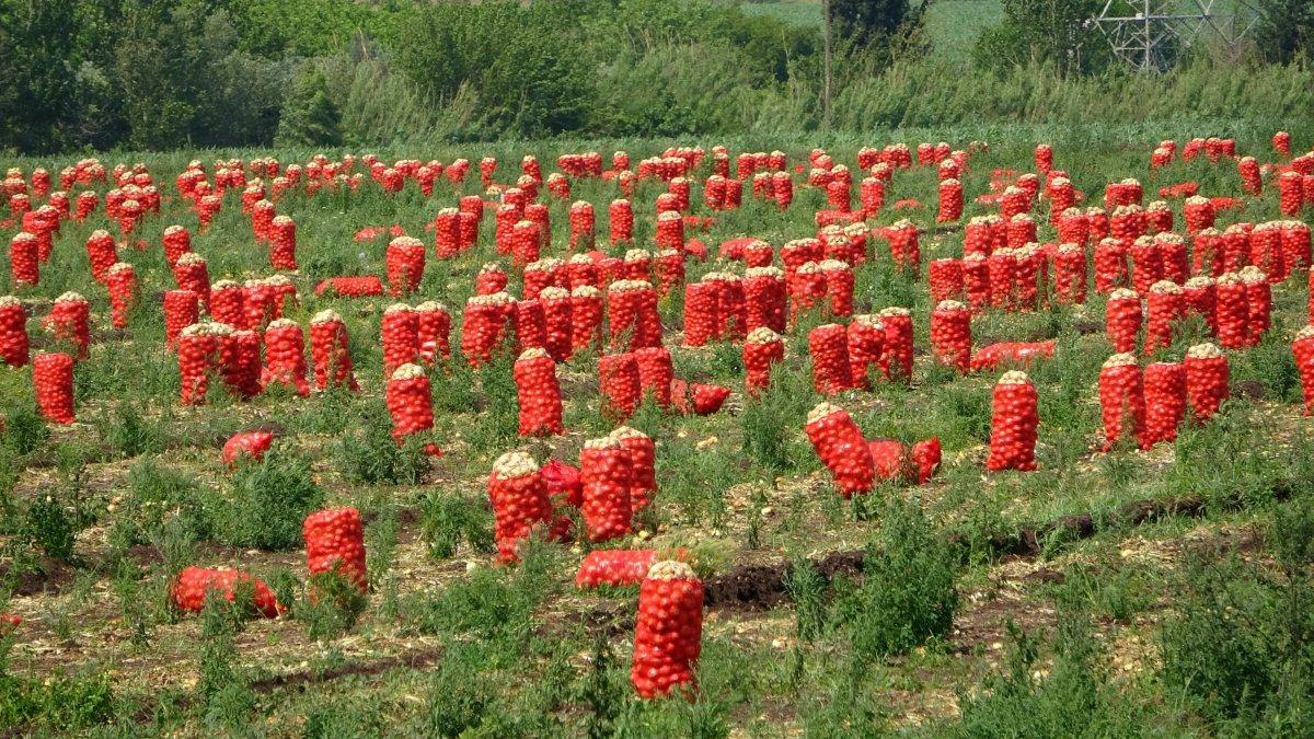 Osmaniye'de soğan, çiftçinin yüzünü güldürdü