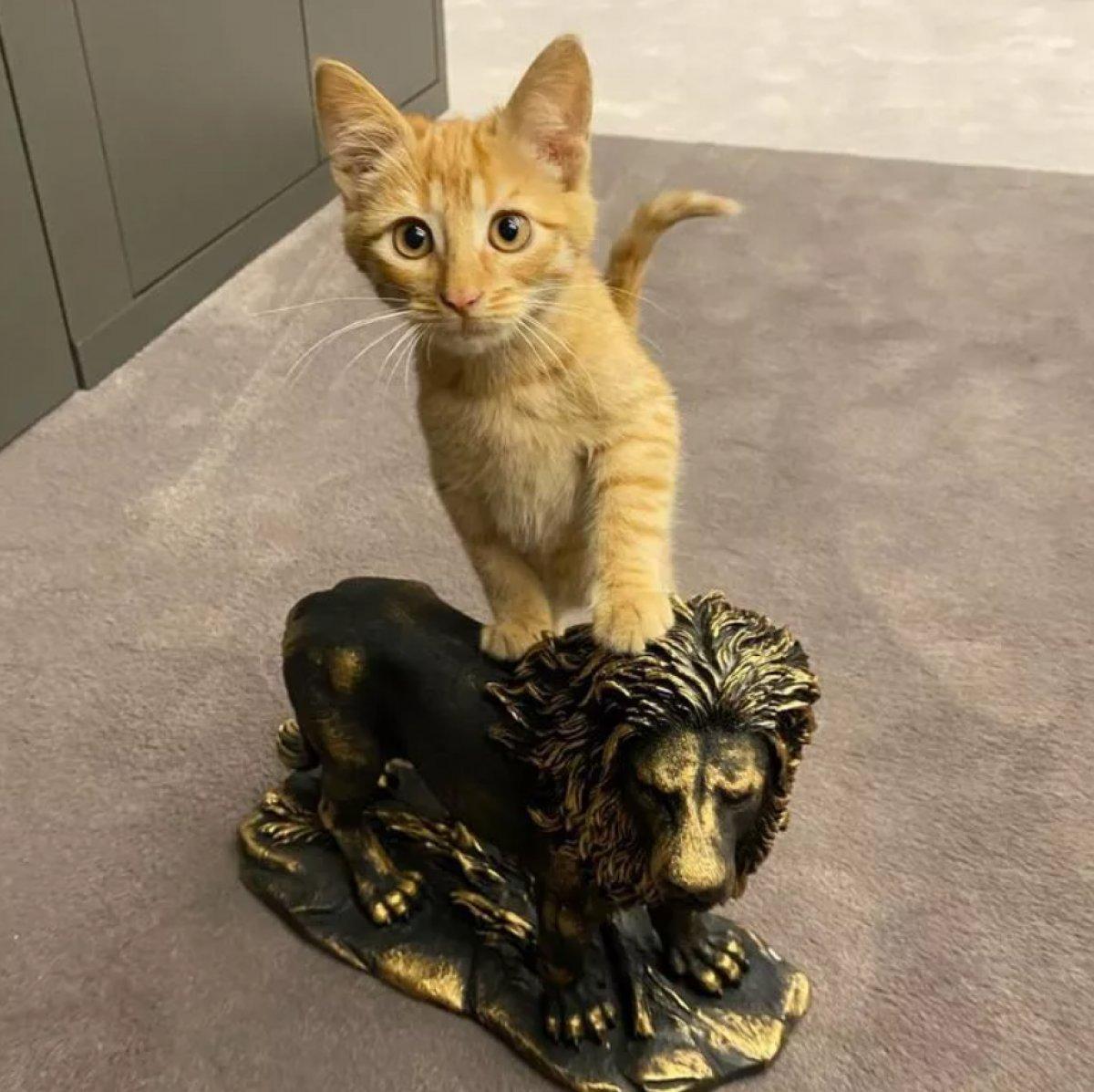 Galatasaray'da totem tutmayınca Simba kovuldu