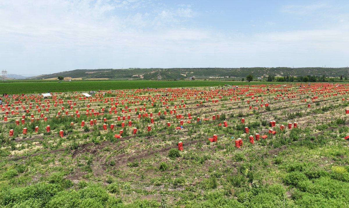 Osmaniye'de soğan, çiftçinin yüzünü güldürdü