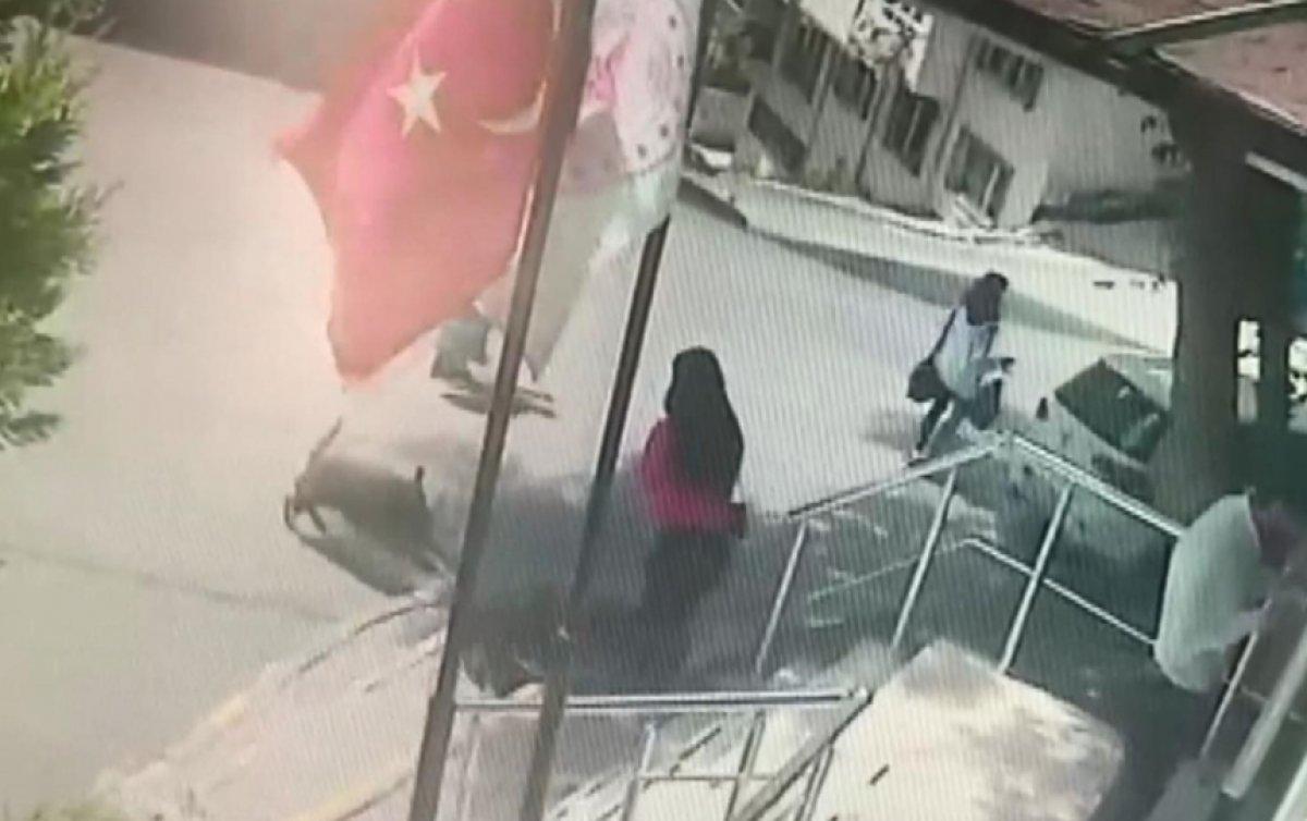 Gaziosmanpaşa'da, aile sağlığı merkezi önündeki kadına sokak köpekleri saldırdı