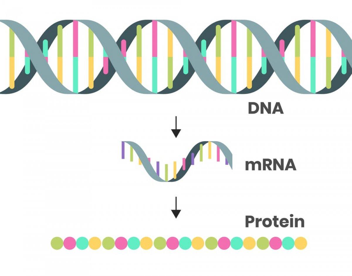 dna mrna