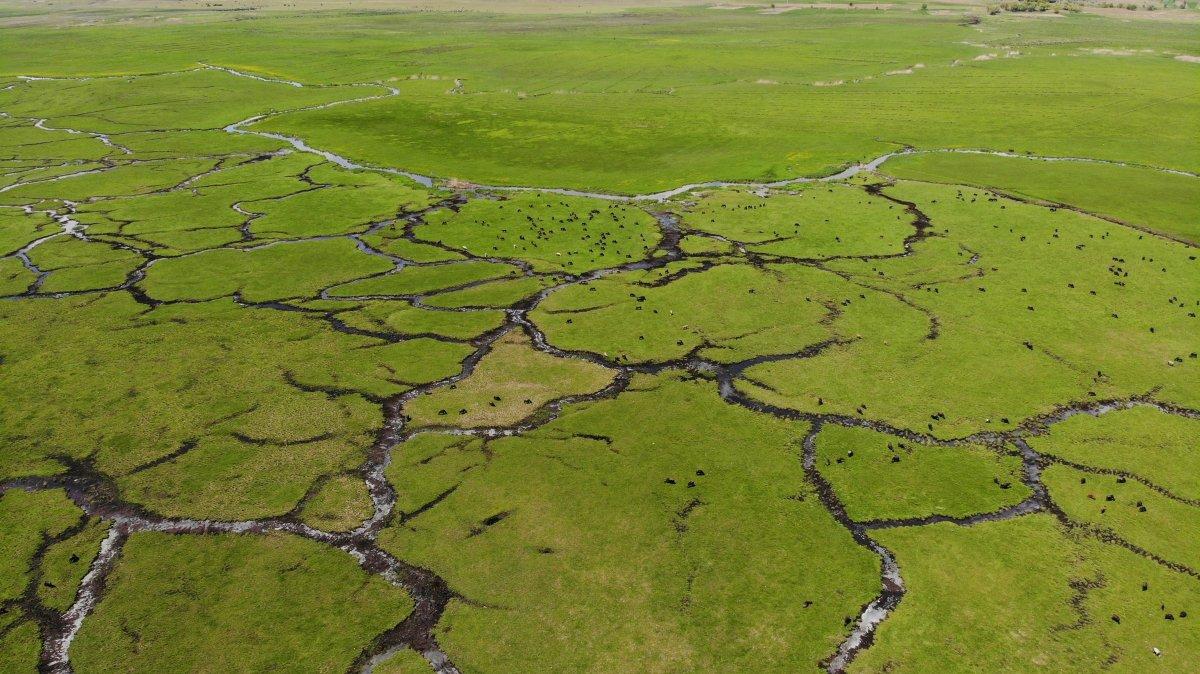 Bitlis'te manda sürüsünün seyrine doyumsuz görüntüsü