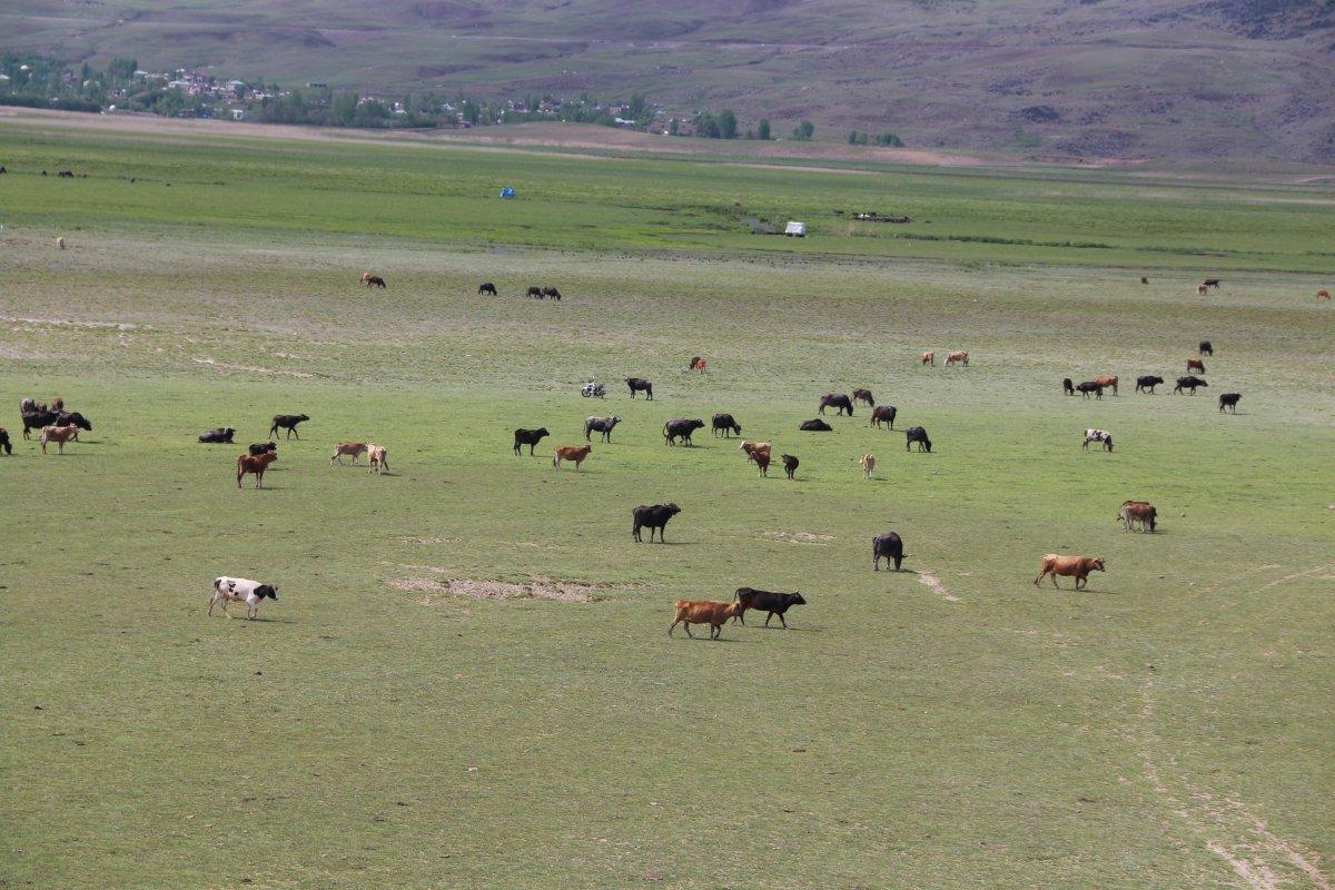 Bitlis'te manda sürüsünün seyrine doyumsuz görüntüsü