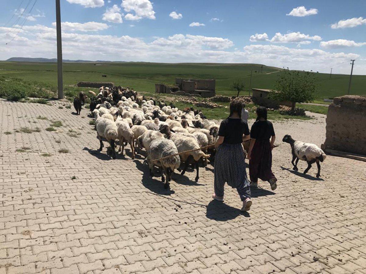 Diyarbakırlı gençler, tarla ve çobanlıktan kick boksta dünya kupasına uzandı