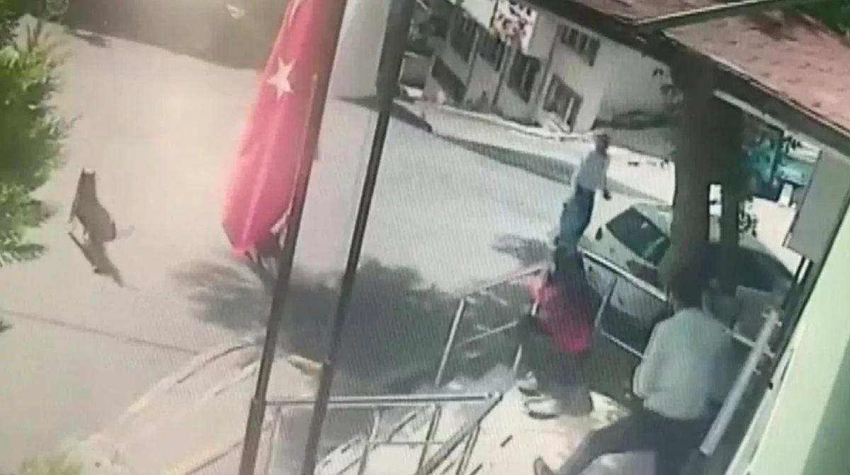 Gaziosmanpaşa'da, aile sağlığı merkezi önündeki kadına sokak köpekleri saldırdı