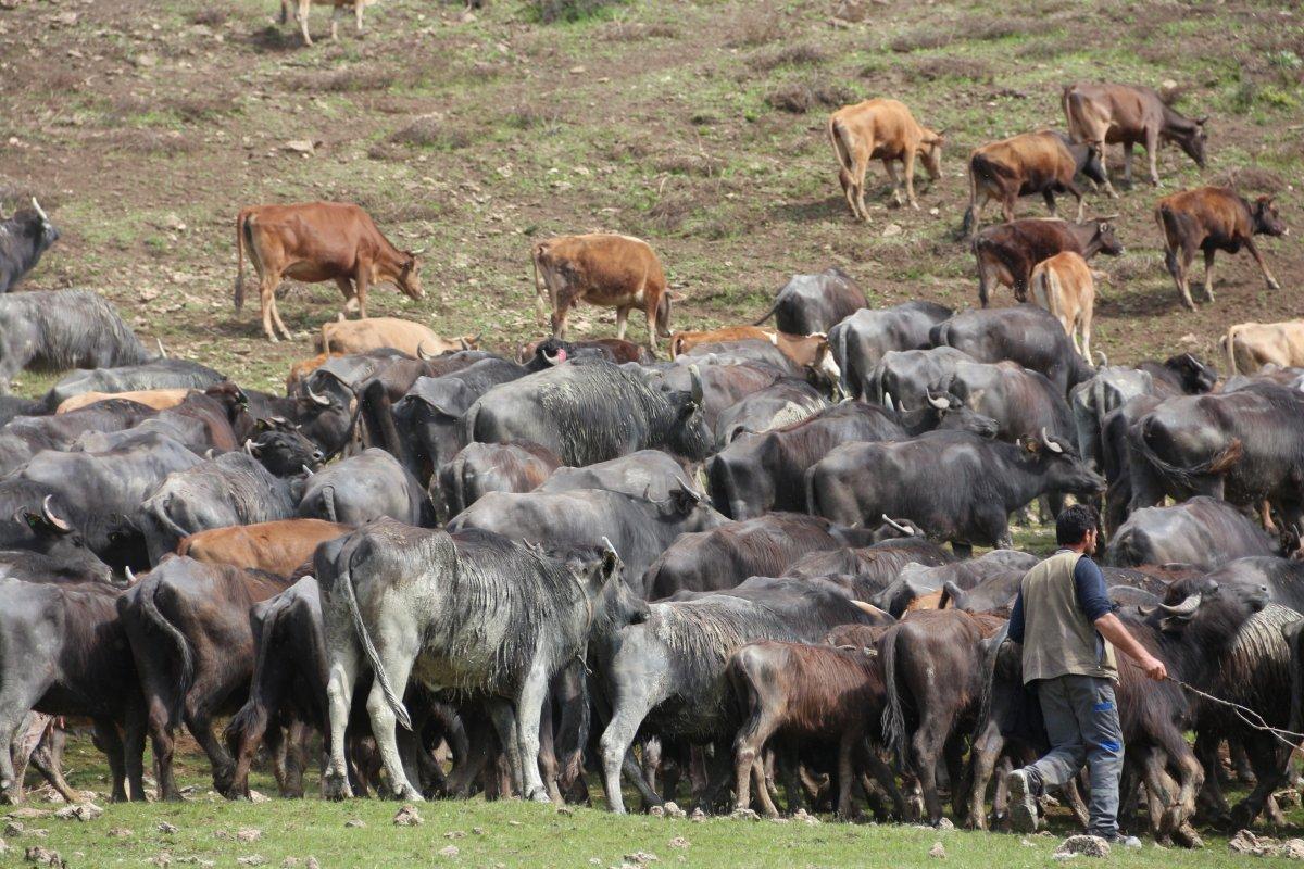 Bitlis'te manda sürüsünün seyrine doyumsuz görüntüsü