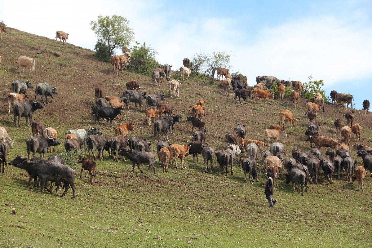Bitlis'te manda sürüsünün seyrine doyumsuz görüntüsü