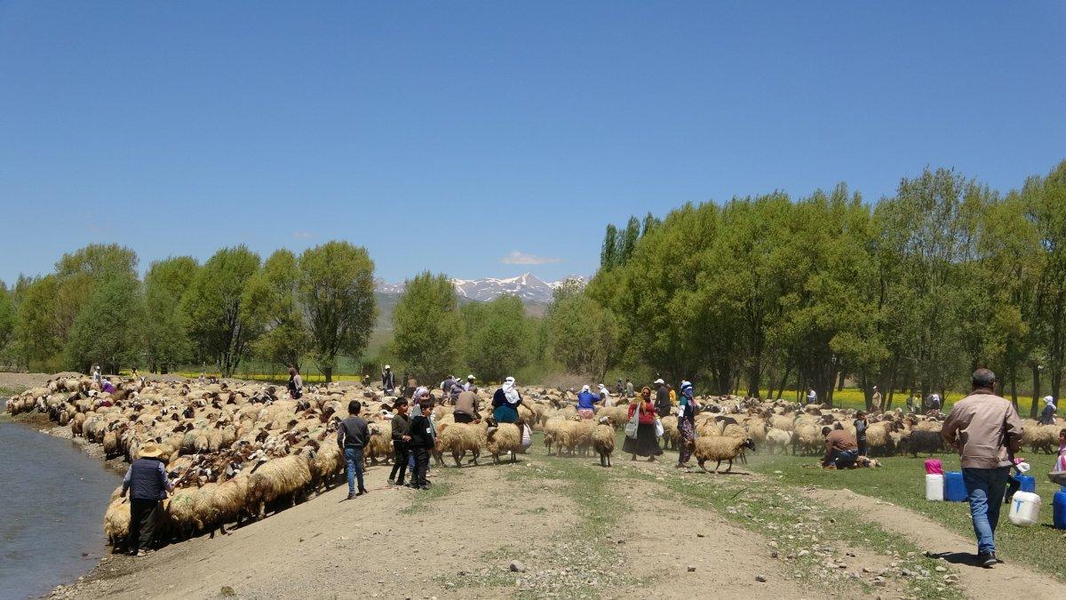 Hakkari'deki kuzuların anneleriyle buluşma anı