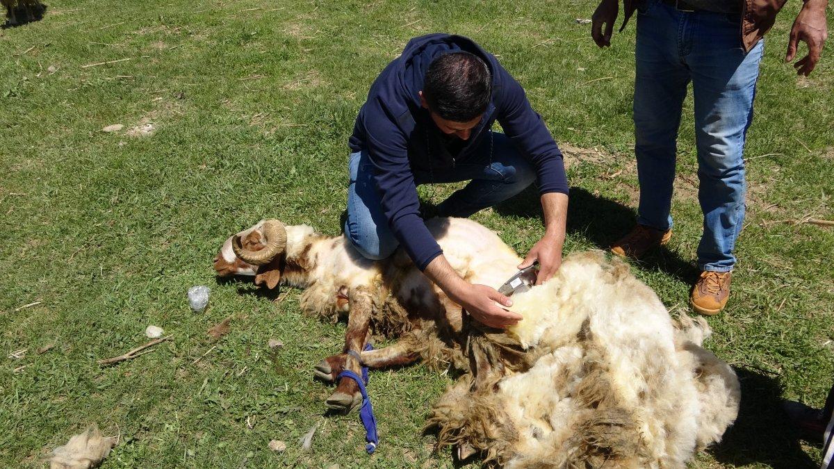 Hakkari'deki kuzuların anneleriyle buluşma anı