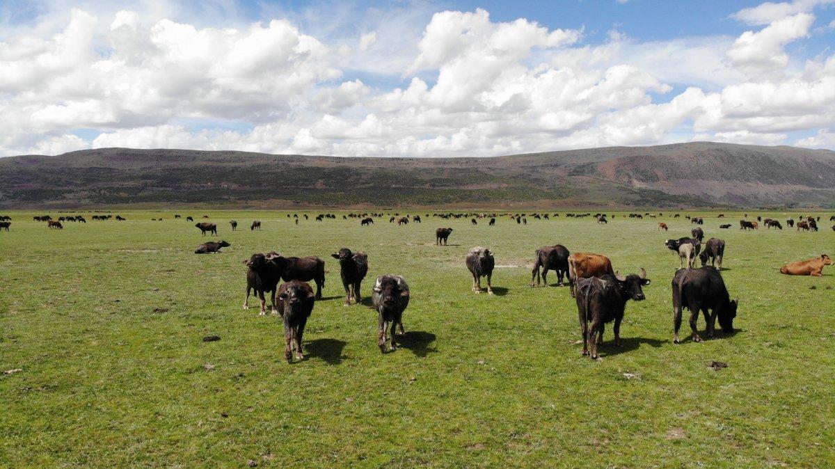 Bitlis'te manda sürüsünün seyrine doyumsuz görüntüsü