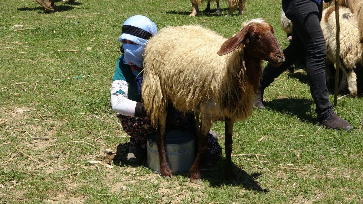 Hakkari'deki kuzuların anneleriyle buluşma anı