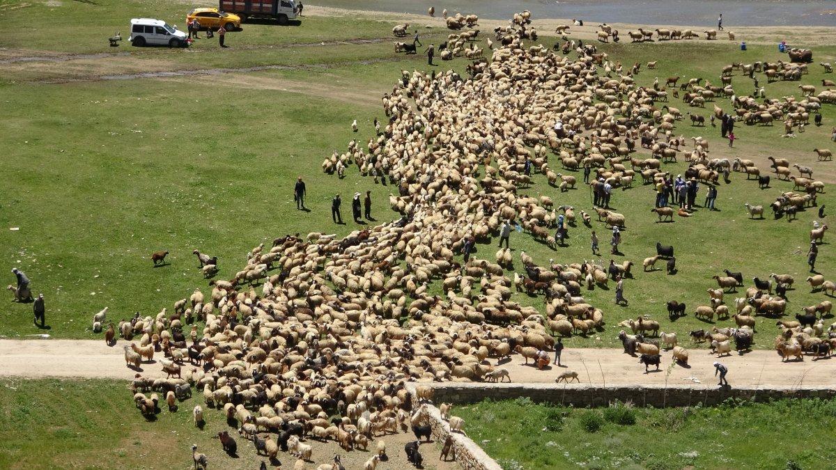Hakkari'deki kuzuların anneleriyle buluşma anı