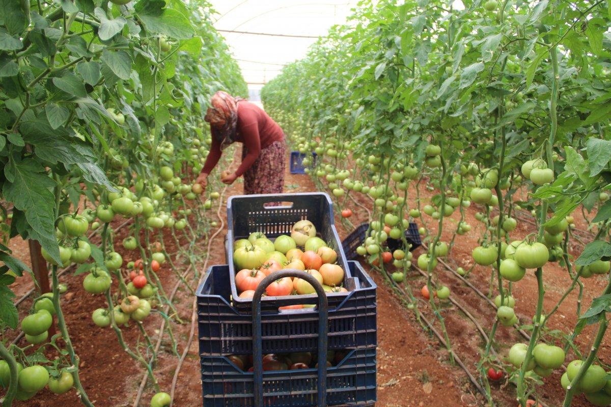 Antalya'daki seralarda domates hasadı başladı