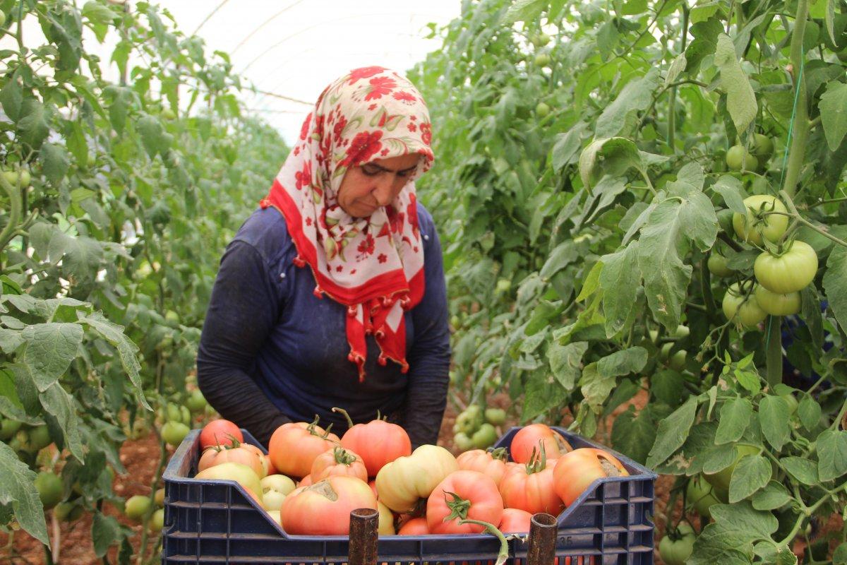 Antalya'daki seralarda domates hasadı başladı