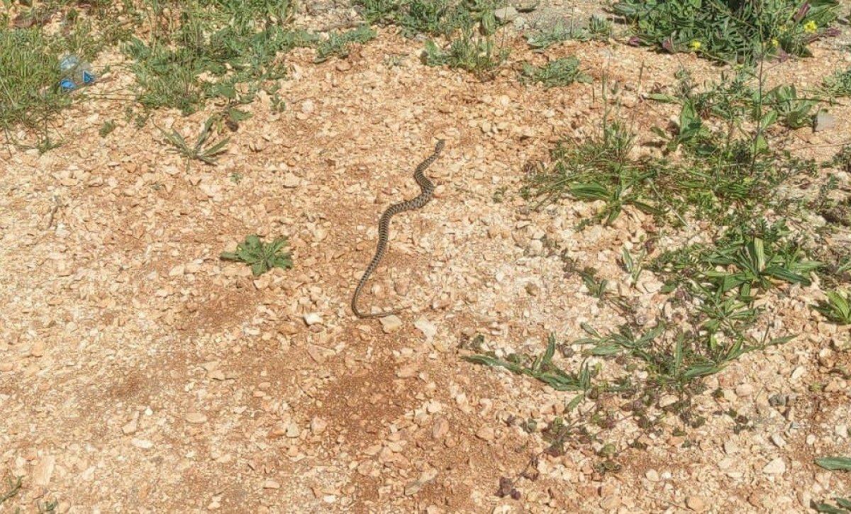 Bilecik'te çamaşır makinesinin içinden yılan çıktı