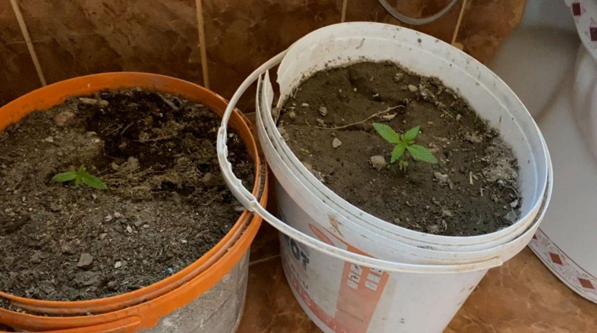 Aksaray'da banyoda, boya kutuları içerisinde kenevir bulundu