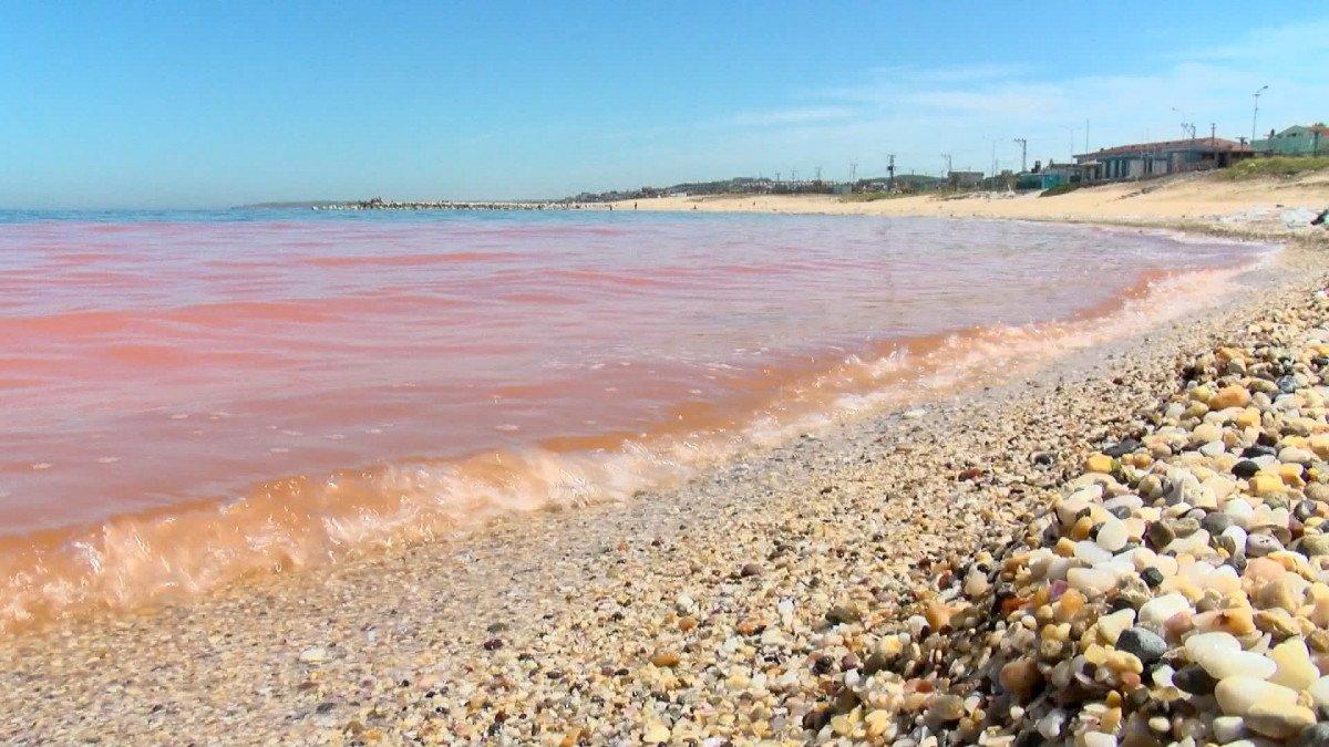 Karadeniz'de korkutan renk değişimi: 'Alg patlaması' sebep oldu
