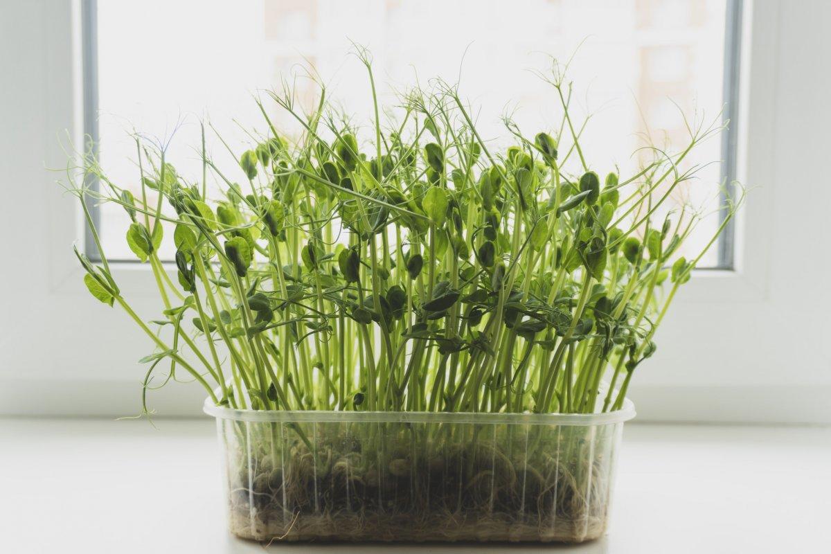 Asla çiğ yenmemesi gereken 10 besin