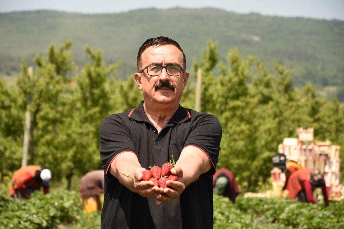 Bursa'da Kurşunlu çileğinin hasadı başladı