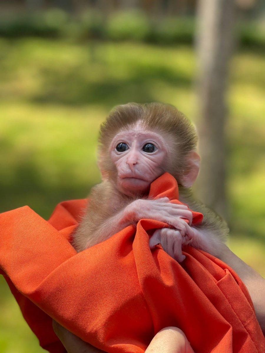 İstanbul'daki yavru maymun hayvanat bahçesinin maskotu oldu