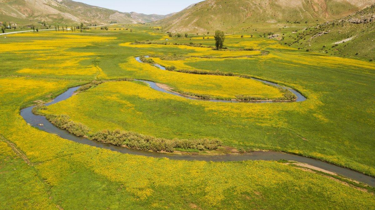 Bitlis'teki menderesler sarı düğün çiçekleriyle süslendi