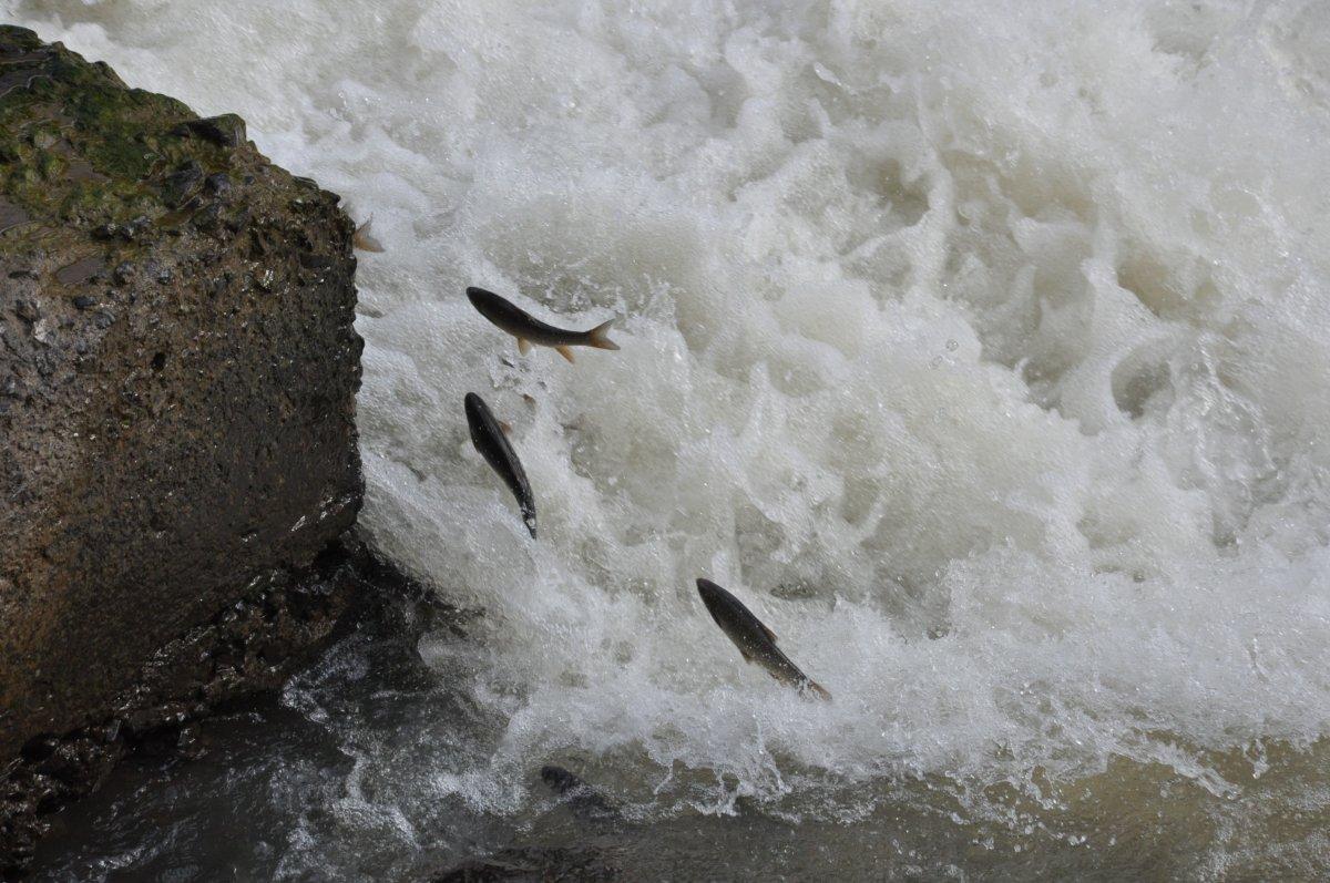 Kars'ta engelleri aşmaya çalışan balıkların ölüm göçü
