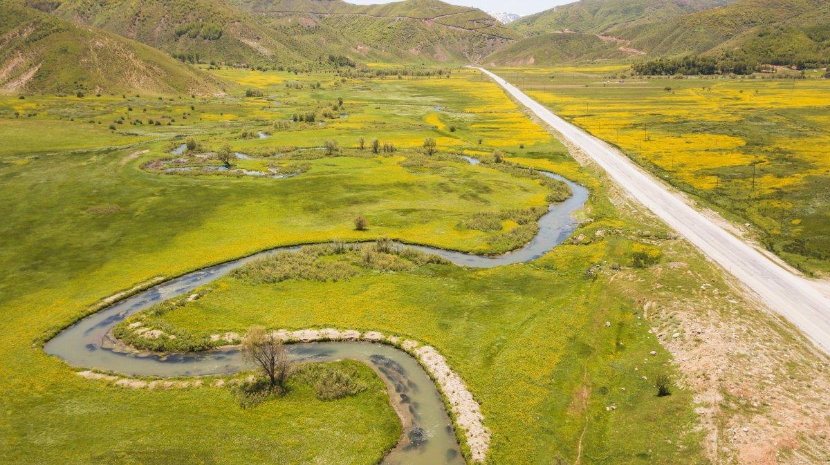 Bitlis'teki menderesler sarı düğün çiçekleriyle süslendi