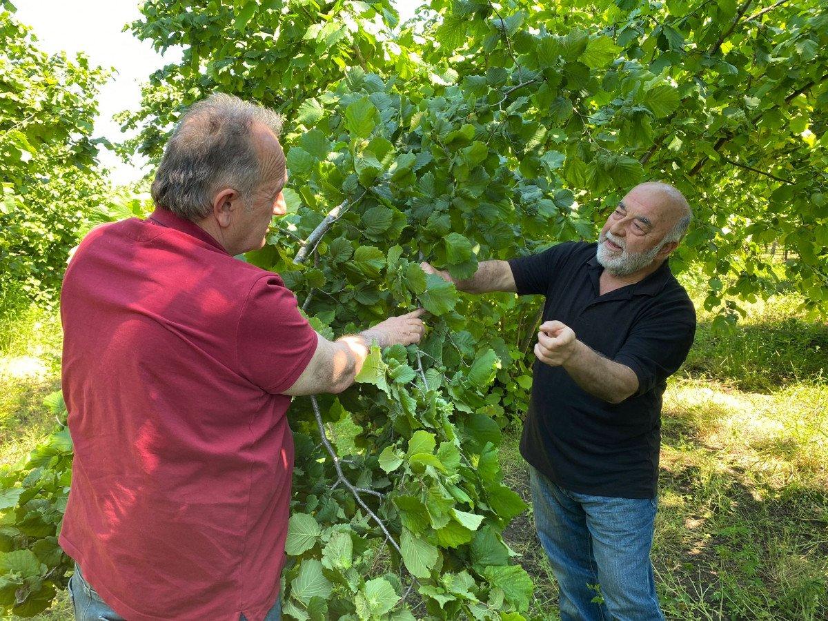 Doğu Karadeniz'de don, fındığın rekoltesini düşürdü