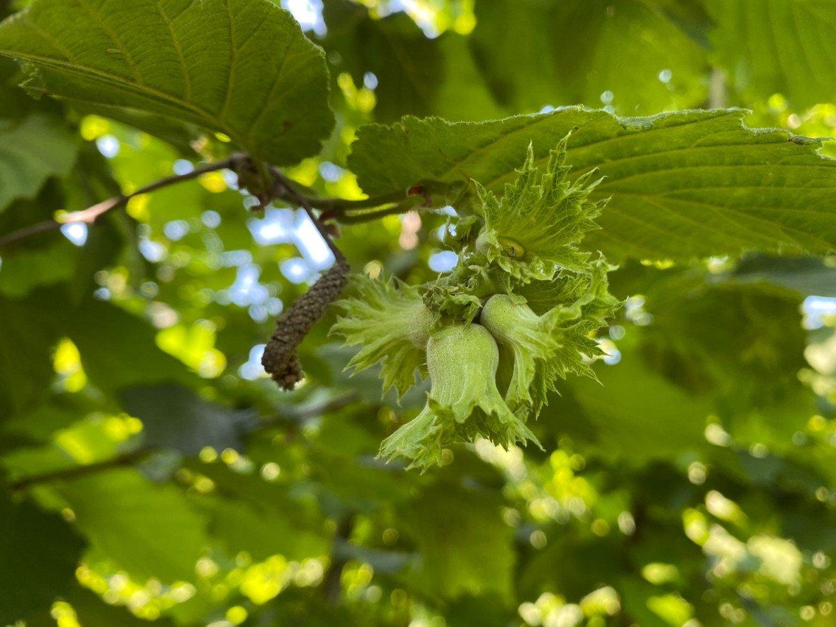 Doğu Karadeniz'de don, fındığın rekoltesini düşürdü