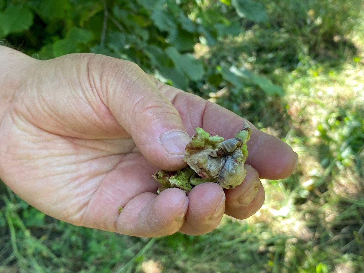 Doğu Karadeniz'de don, fındığın rekoltesini düşürdü