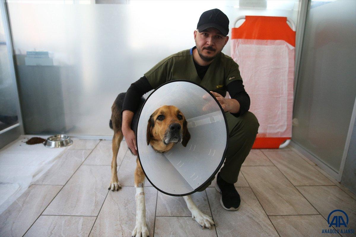 Giresun'da rahmi 23.5 kiloya ulaşan köpek ameliyat edildi