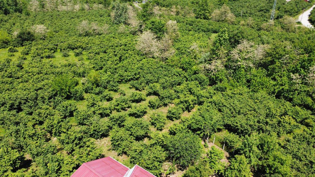 Doğu Karadeniz'de don, fındığın rekoltesini düşürdü