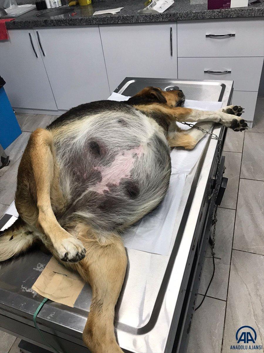 Giresun'da rahmi 23.5 kiloya ulaşan köpek ameliyat edildi