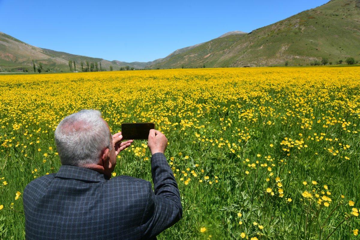 Bitlis'teki menderesler sarı düğün çiçekleriyle süslendi
