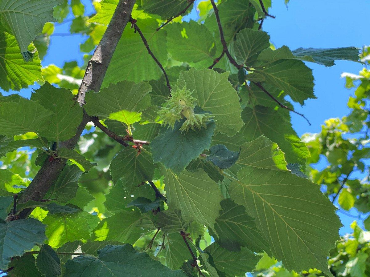 Doğu Karadeniz'de don, fındığın rekoltesini düşürdü