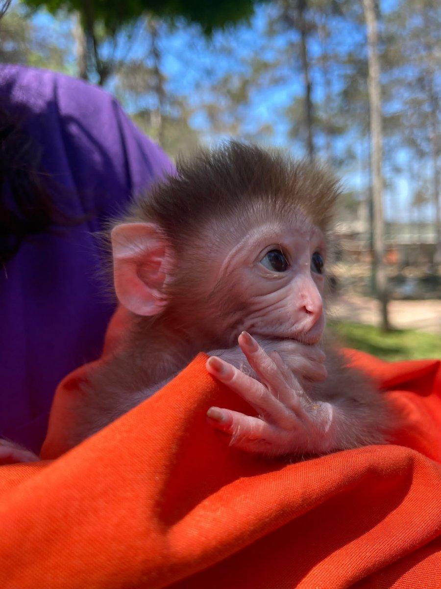 İstanbul'daki yavru maymun hayvanat bahçesinin maskotu oldu