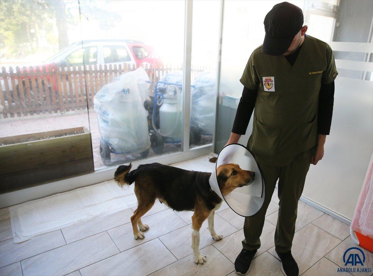 Giresun'da rahmi 23.5 kiloya ulaşan köpek ameliyat edildi