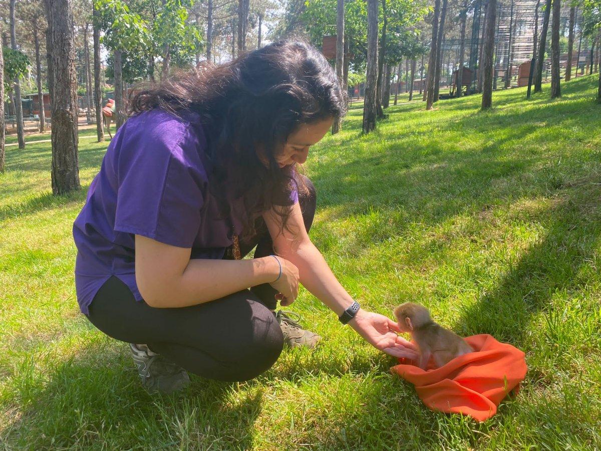 İstanbul'daki yavru maymun hayvanat bahçesinin maskotu oldu